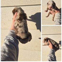 Girl 5 - Red merle female Miniature Australian Shepherd puppy in Lubbock, Texas from Texas Bluebonnet Herders