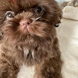 Shih Tzu Puppies from Mosley Kennel Shih Tzu