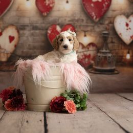 Goldendoodle Puppies from Hogan Family-Raised F1b Gooldendoodles