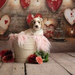Goldendoodle Puppies from Hogan Family-Raised F1b Gooldendoodles