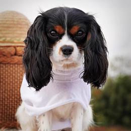 Annie - Cavalier King Charles Spaniel