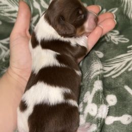 Buddy - Piebald male Dachshund puppy in Goldthwaite, Texas from Mini Mama Dachshunds