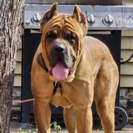Stoagie - Cane Corso