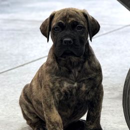 Brindle No Collar - Brindle male Boerboel puppy in Manitowoc, Wisconsin from Mae Boerboel