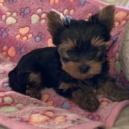 Yorkshire Terrier puppies from York Girl’s Pups