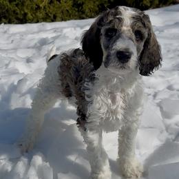 Legend - Parti male Poodle puppy in Denton, Maryland from Cajun Girl Kennels