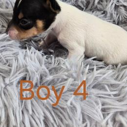 Boy 4 - White black and tan male Toy Fox Terrier puppy in Leeton, Missouri from Foxlace Farms Toy Fox Terriers
