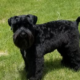 Roscoe - Miniature Schnauzer