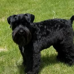 Roscoe - Miniature Schnauzer