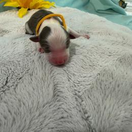 Yellow Collar - Red tri-color female Miniature American Shepherd puppy in Statesboro, Georgia from Azure Miniature American Shepherds