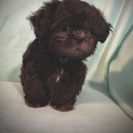 Blaze - Shih Tzu puppy from Bows and Bot Ties