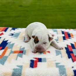 Teal - Red speckled female Australian Cattle Dog puppy in Spokane, Washington from 4D Cattle Dogs