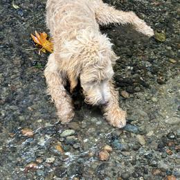 Goldendoodle All Grown Up from Dawnie’s Doodles