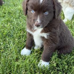 Kat - Red & white male Miniature American Shepherd puppy in Enumclaw, Washington from Mount Peak Mini American Shepherds