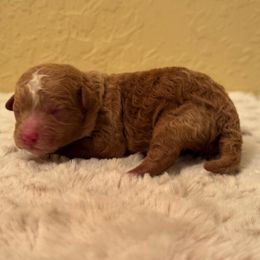 Beni - Parti male Poodle puppy in Davie, Florida from Dave Poodles