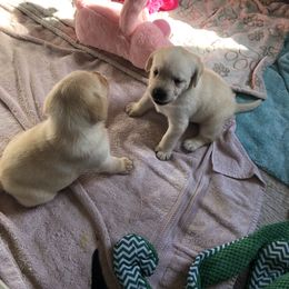 Labrador Retriever Puppies from Hill Side Farms