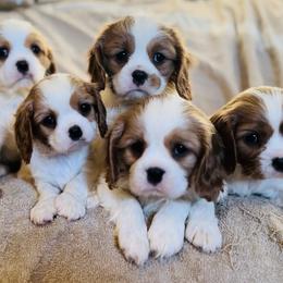 Cavalier King Charles Spaniel and Cavapoo Puppies from God Speed Paws