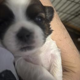 Shihtzu Maltese mix - Cream and white male Shih Tzu puppy in Manlius, New York from Dorothy Agrippino's Shih Tzus