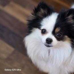 Fiona - Pomeranian