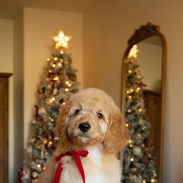 Pine - Apricot male Goldendoodle puppy in Temecula, California from Temecula Creek Doodles