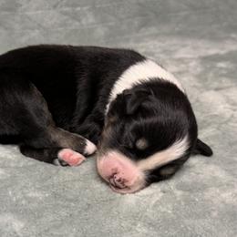Woody - Black tri-color male Australian Shepherd puppy in Oxford, Florida from SoCo Aussies
