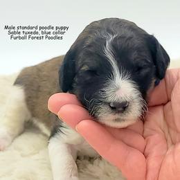 Smores (Blue collar) - Sable male Poodle puppy in Santa Cruz, California from Furball Forest Poodles