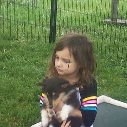 Collie Puppies from Thorndale Collies