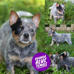 Oranda - Blue speckled female Australian Cattle Dog puppy in Gatlinburg, Tennessee from Greenbrier