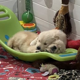 Golden Retriever Puppies from Evergrace Goldens