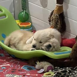 Golden Retriever Puppies from Evergrace Goldens