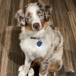 Poppy - Australian Shepherd
