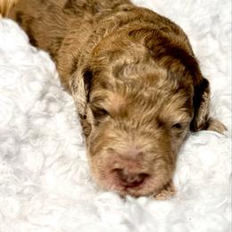 Honey Bun - Merle female Goldendoodle puppy in Mc Kinney, Texas from Flair Doodles
