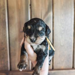 Everest - male Golden Mountain Doodle puppy in Greenbrier, Arkansas from Tilley's Southern Doodles