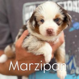 Marzipan - Red merle female Miniature American Shepherd puppy in Riverton, Utah from Iron Spirit Homestead & Aussies