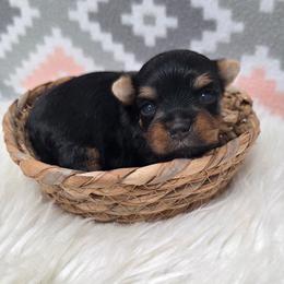 Teddy - Blue and gold male Yorkshire Terrier puppy in Monticello, Iowa from Ashley’s Puppies