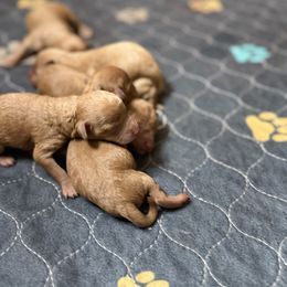 Kinder - Red female Cavapoo puppy in River Falls, Wisconsin from Dottie's Doodles