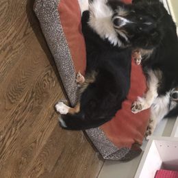 Nora - Shetland Sheepdog