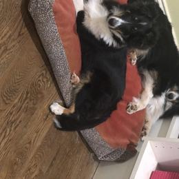 Nora - Shetland Sheepdog