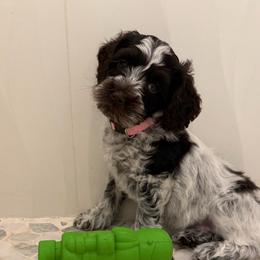 Mercy - Chocolate female Australian Labradoodle puppy in Denton, Texas from Liberty Hill Labradoodles