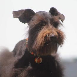 Fritz - Miniature Schnauzer