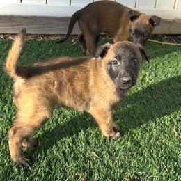 Black Collar - Fawn sable male Belgian Malinois puppy in Trenton, Georgia from Laeknir K9