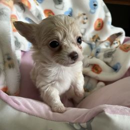 Champ - Cream male Chihuahua puppy in Coweta, Oklahoma from Green Country Chihuahuas