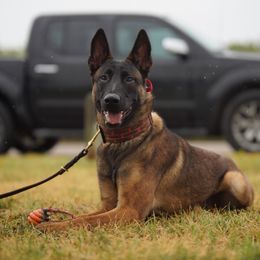 Darcey - Belgian Malinois