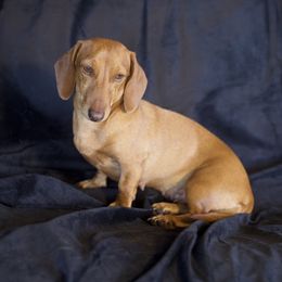 Annie - Dachshund
