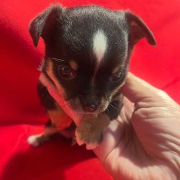 Chihuahua Puppies from Guys Cajun Paws