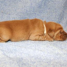 Carlotta - Golden female Golden Retriever puppy in New Weston, Ohio from Bertke AKC Golden Retrievers and Bernese Mountain Dogs