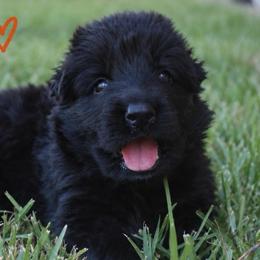 Ariel - Black female German Shepherd puppy in Canton, Texas from WILDWOOD GERMAN SHEPHERDS
