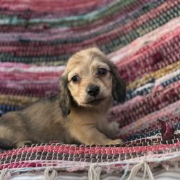 Donna price is 5000dollars - Cream female Dachshund puppy in Crystal, Michigan from Mare-bella Dachshunds