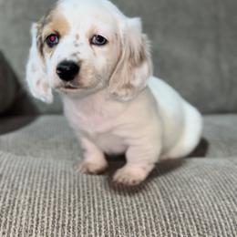 Piebald Male 1 - Piebald male Dachshund puppy in Blackstone, Virginia from Cheyenne's Dachshunds