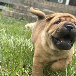 Pearl - Red fawn female Chinese Shar-Pei puppy in Chipley, Florida from HapPei House of Wrinkles